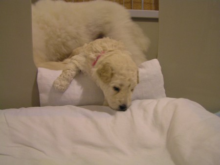 22. den BOOTES vylézá z bedny